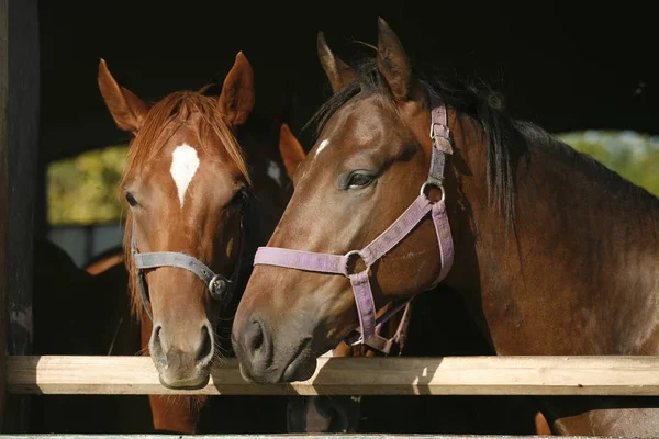 Volbloed jonge paarden kijken over houten schuur deur in stabl — Stockfoto
