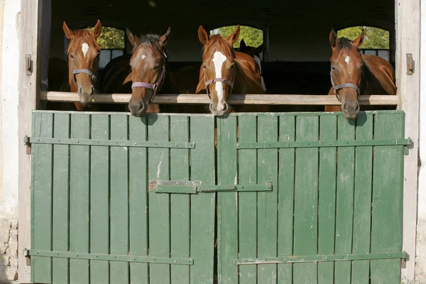 Cavalos jovens de raça pura olhando sobre a porta do celeiro de madeira em stabl — Fotografia de Stock