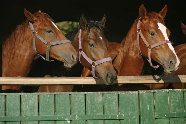 Vollblutpferde blicken über hölzernes Scheunentor im Stall — Stockfoto