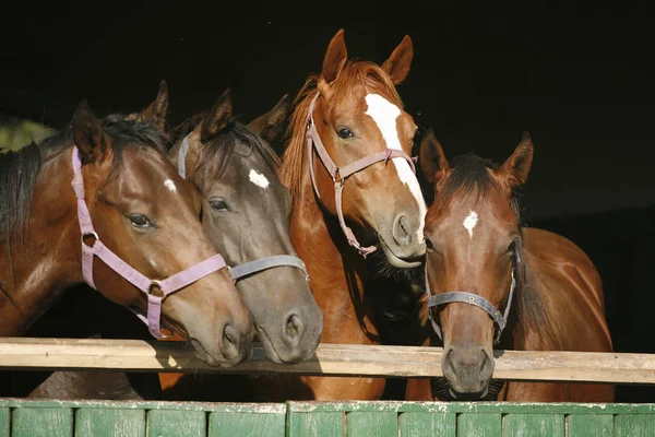 Cavalos jovens de raça pura olhando sobre a porta do celeiro de madeira em stabl — Fotografia de Stock