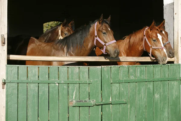 Młodych koni pełnej krwi, patrząc na drewniane drzwi stodoły w soczewek k — Zdjęcie stockowe