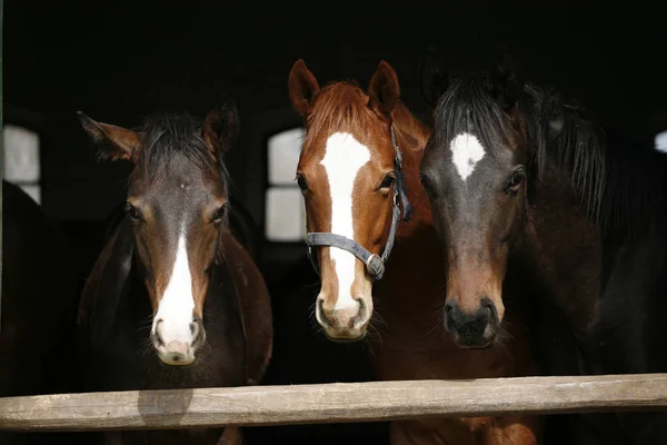 Cavalos jovens de raça pura olhando sobre a porta do celeiro de madeira em stabl — Fotografia de Stock