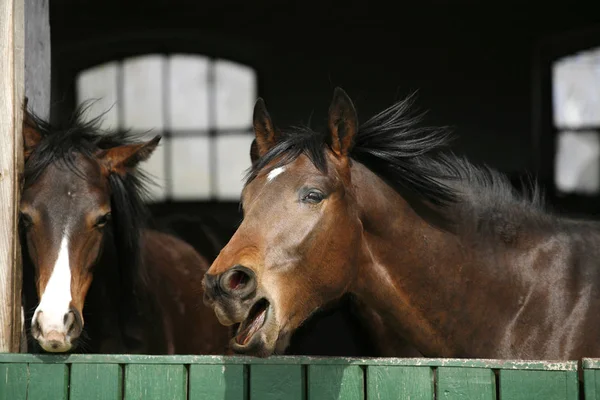 Ретельно розпліджені молоді коні, які дивляться над дерев'яними дверима сараю в стендах — стокове фото