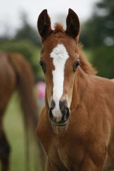 Foto de una potranca de pura sangre recién nacida en un hermoso rancho de animales —  Fotos de Stock