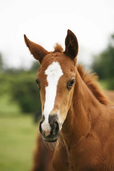 美しい動物牧場で新生児サラブレッド牝のヘッド ショット — ストック写真