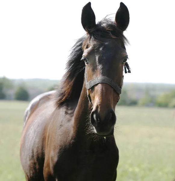 Head shot of a newborn thoroughbred filly at beautiful animal ra — Stock Photo, Image