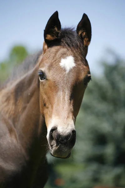 Head shot of a newborn thoroughbred filly at beautiful animal ra