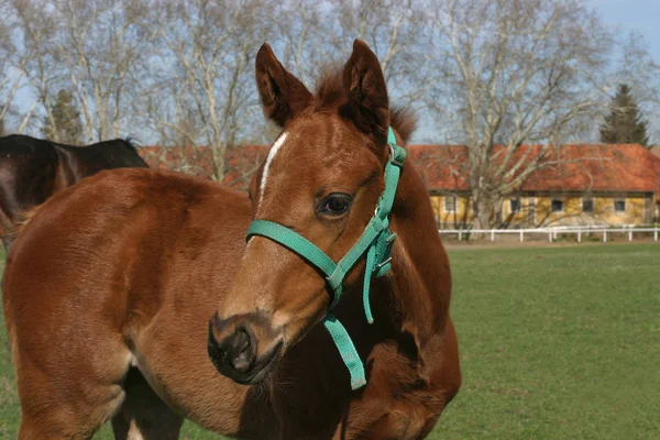 Närbild av en inhemsk unghäst på naturlig bakgrund utomhus — Stockfoto