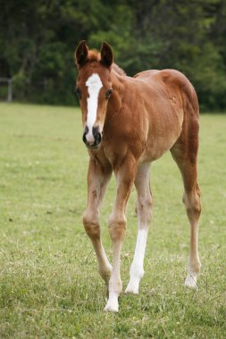 Genç colt bahar yeşil alana eğleniyor 