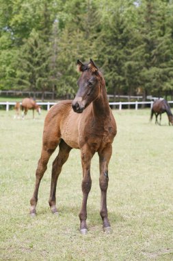 Genç colt bahar yeşil alana eğleniyor 
