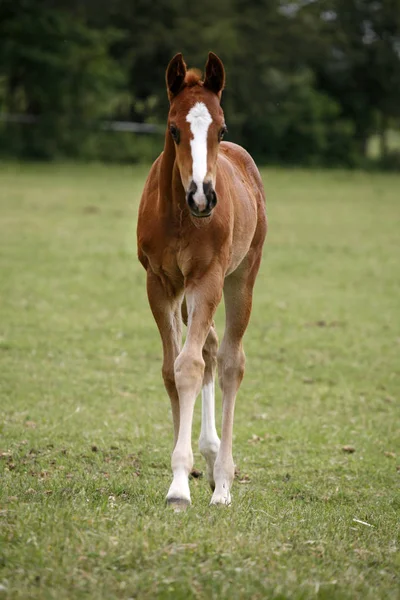 Fiatal colt szórakozás a tavaszi zöld mező — Stock Fotó