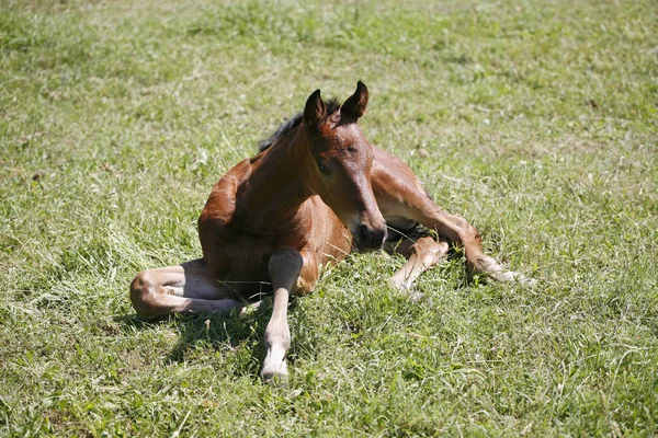 Young colt having fun in spring green field — Stock Photo, Image