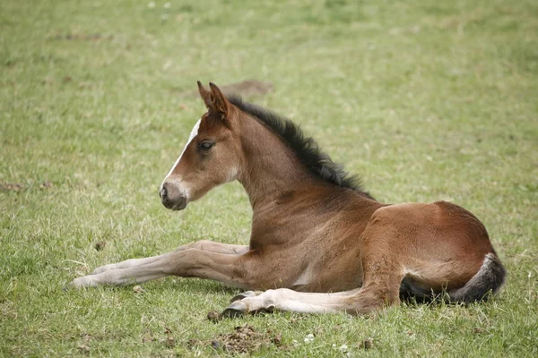 Joven potro divirtiéndose en campo verde primavera —  Fotos de Stock