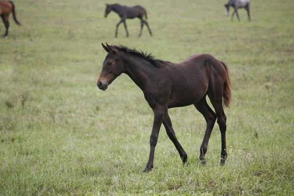 Colt jovem se divertindo no campo verde primavera — Fotografia de Stock