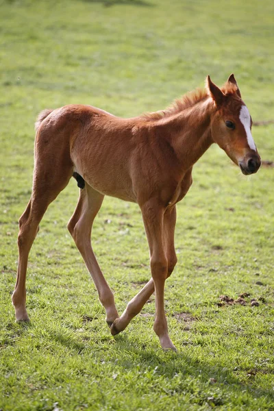 Colt jovem se divertindo no campo verde primavera — Fotografia de Stock