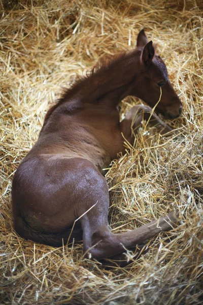 Zdjęcie noworodka colt rasowy w pióro w wiejskich zwierząt farm — Zdjęcie stockowe