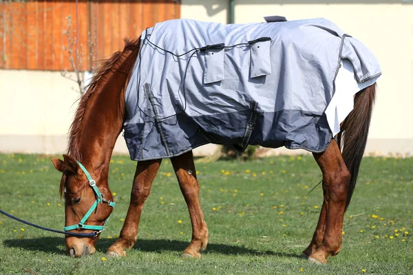 Jovem cavalo pastando no novo cobertor magnético no rancho rural — Fotografia de Stock