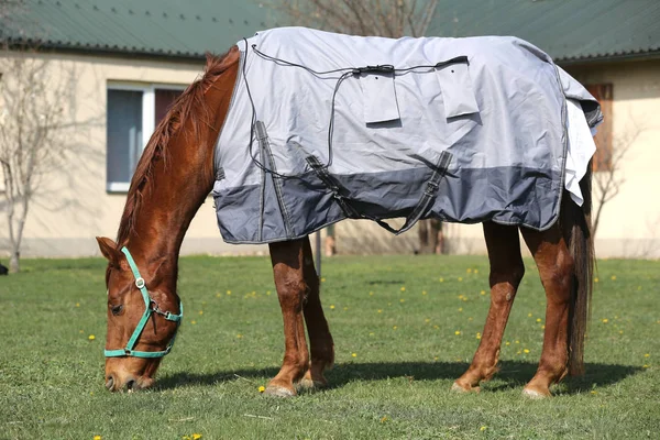 Jovem cavalo pastando no novo cobertor magnético no rancho rural — Fotografia de Stock