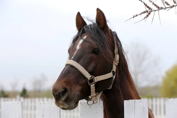 Head shot closeup of a beautiful yong horse during training — Stock Photo, Image