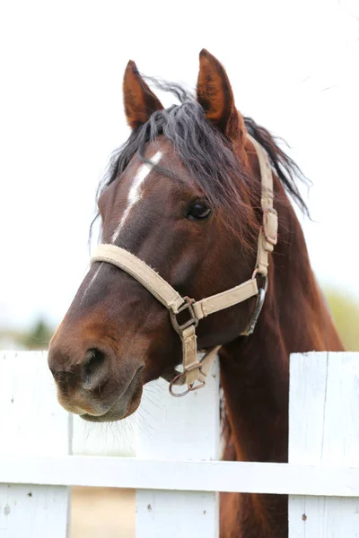 Głowa strzał zbliżenie pięknego konia Yong podczas treningu — Zdjęcie stockowe