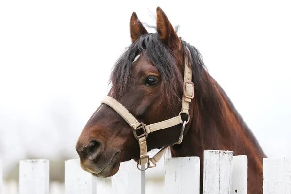 Head Shot närbild av en vacker Yong häst under träningen — Stockfoto