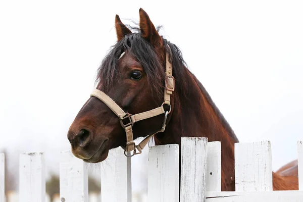 Primer plano de un hermoso caballo de yong durante el entrenamiento — Foto de Stock