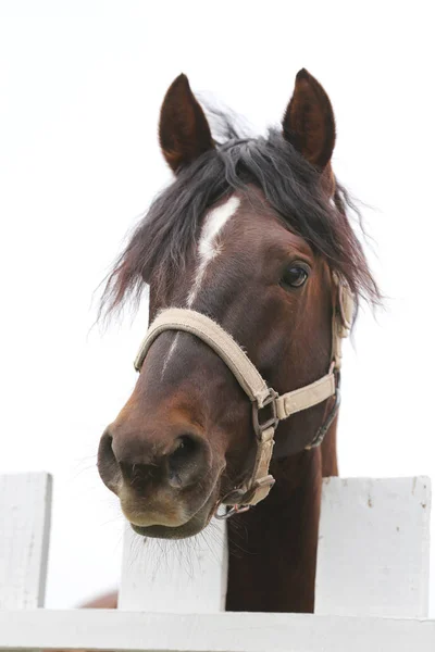 Fechamento de tiro na cabeça de um belo cavalo yong durante o treinamento — Fotografia de Stock