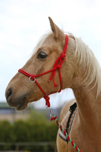 Primer plano de un hermoso caballo de yong durante el entrenamiento —  Fotos de Stock