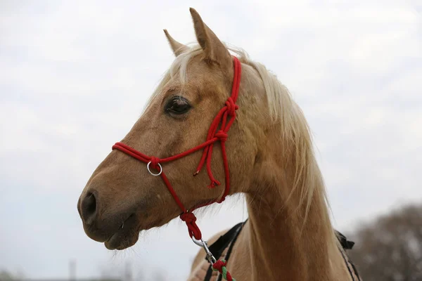 Primer plano de un hermoso caballo de yong durante el entrenamiento —  Fotos de Stock