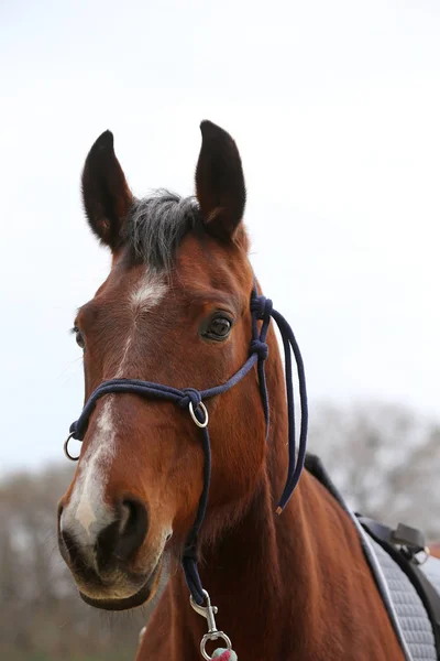 Head Shot närbild av en vacker Yong häst under träningen — Stockfoto