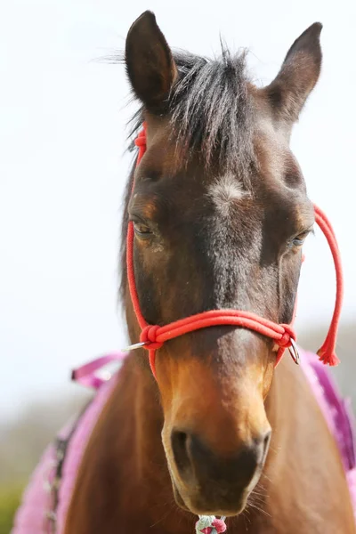 Крупный план красивой лошади Йонга во время тренировки — стоковое фото