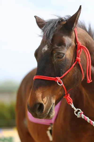 Head shot closeup of a beautiful yong horse during training — Stock Photo, Image