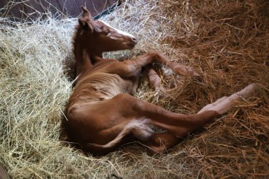 Güzel bir yenidoğan kestane tay Closeup fotoğraf 