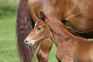 Bir gün eski safkan kestane tay annesi ile ilk kez oynuyor