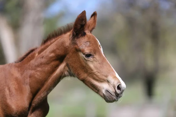 Foto de primer plano de un potro gidran recién nacido de un día en una granja rural de animales —  Fotos de Stock