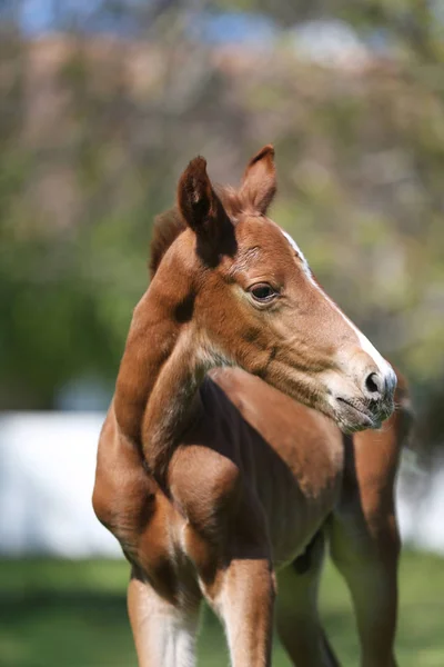 Closeup photo of a on day old newborn gidran colt at rural animal farm — Stock Photo, Image