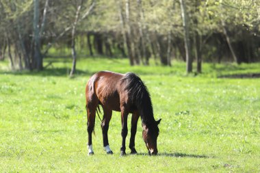 Safkan genç spor atları otlakta otluyor. Padok atları