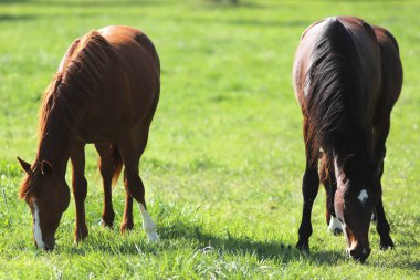Safkan genç spor atları otlakta otluyor. Padok atları