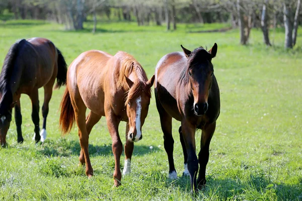 V pastvinách se chovaly mladé sportovní koně. Paddock koně — Stock fotografie
