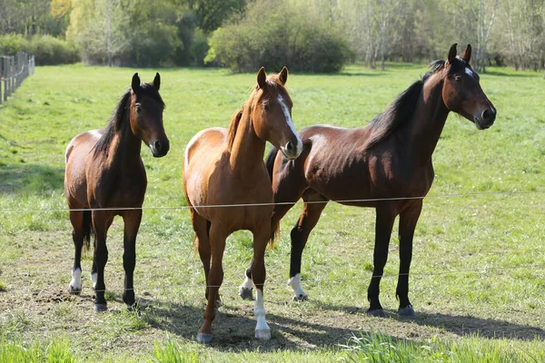 Renrasiga unga idrotts hästar betar i betet. Paddock hästar — Stockfoto