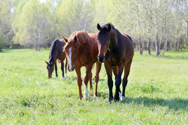 Safkan genç spor atları otlakta otluyor. Padok atları — Stok fotoğraf