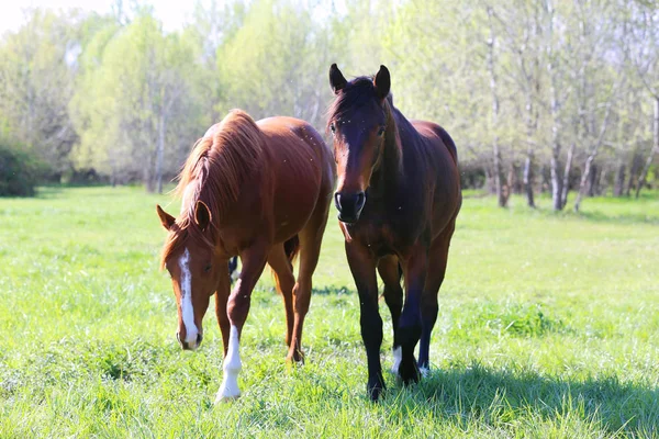 I giovani cavalli sportivi di razza pascolano nel pascolo. Cavalli da paddock — Foto Stock