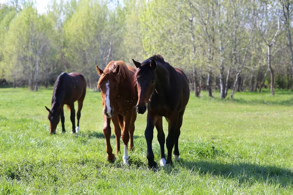 Jóvenes caballos deportivos de raza pura pastan en el pasto. Caballos de popa —  Fotos de Stock