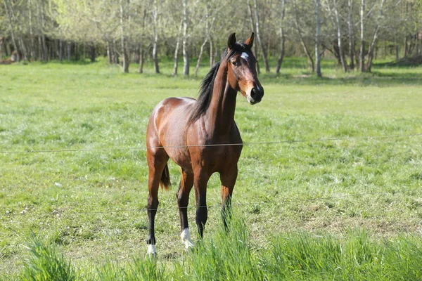 I giovani cavalli sportivi di razza pascolano nel pascolo. Cavalli da paddock — Foto Stock