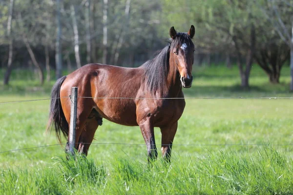 Kuda Thoroughbred berjalan dan merumput di padang rumput hijau di pagi yang indah musim semi — Stok Foto