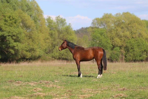 美しい朝の春に緑の牧草地を歩き、放牧するサラブレッドの馬 — ストック写真