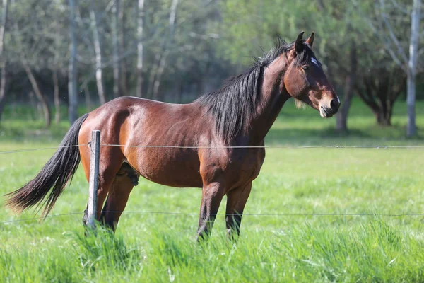 Cavalos de raça pura andando e pastando no prado verde na bela primavera da manhã — Fotografia de Stock