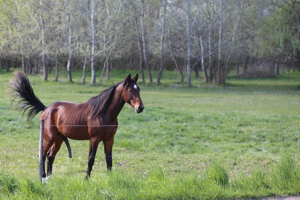 美しい朝の春に緑の牧草地を歩き、放牧するサラブレッドの馬 — ストック写真