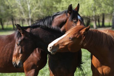 Güzel sabah ışıklarında birlikte oynayan yıllıklar grubu 