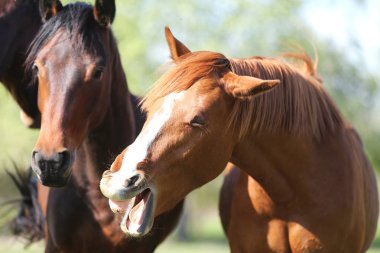 Güzel sabah ışıklarında birlikte oynayan yıllıklar grubu 